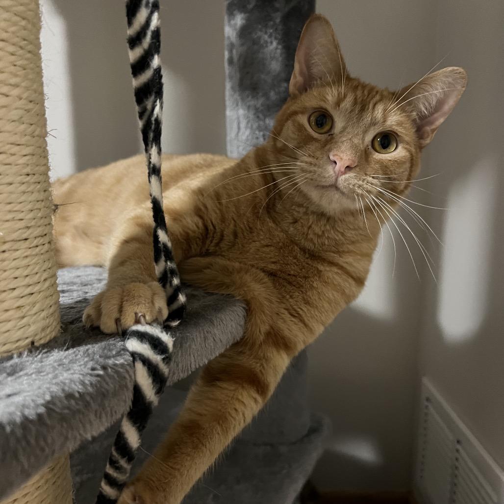 Hogan, Adoptable, Adult Male Domestic Short Hair.