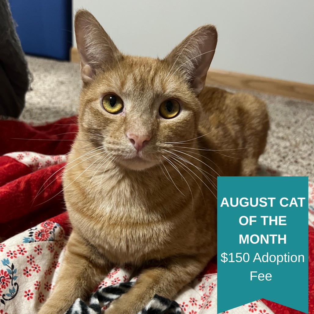Hogan, a Adoptable Domestic Short Hair in Inver Grove Heights, MN image 2/6