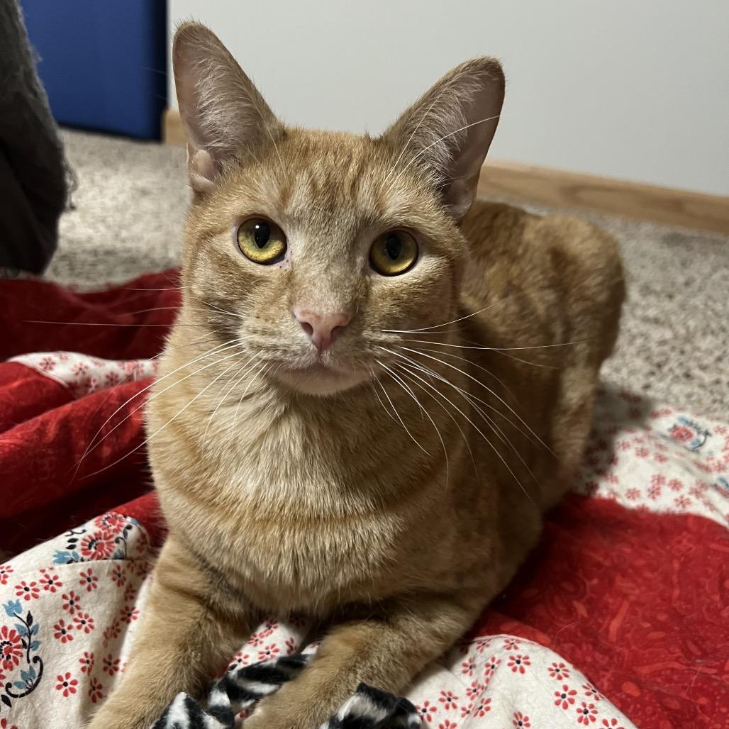 Hogan, a Adoptable Domestic Short Hair in Inver Grove Heights, MN image 3/6