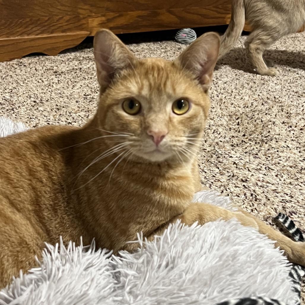 Hogan, a Adoptable Domestic Short Hair in Inver Grove Heights, MN image 4/6