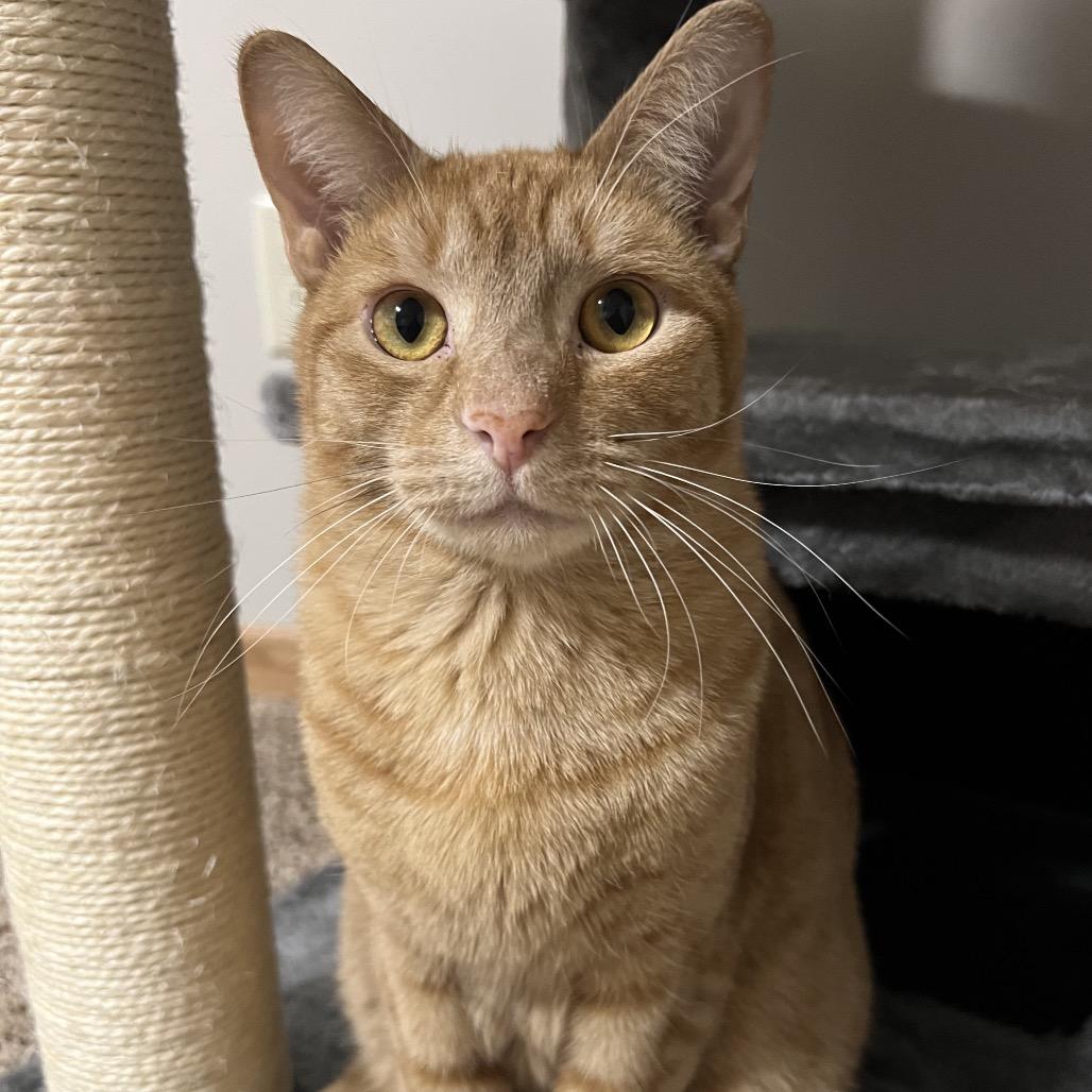 Hogan, a Adoptable Domestic Short Hair in Inver Grove Heights, MN image 5/6