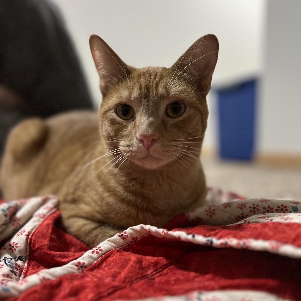 Hogan, a Adoptable Domestic Short Hair in Inver Grove Heights, MN image 6/6