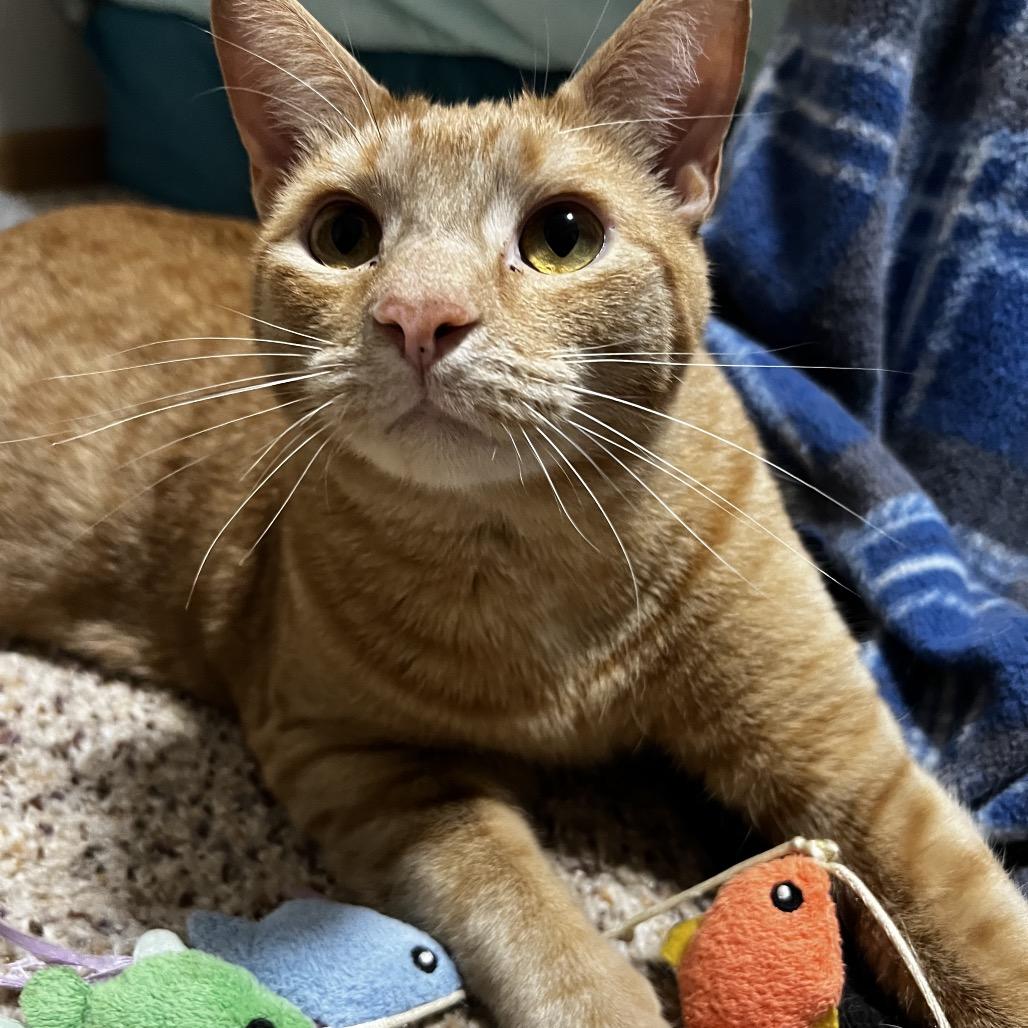 Enlarge Hogan, a Adoptable Domestic Short Hair in Inver Grove Heights, MN image 6/6