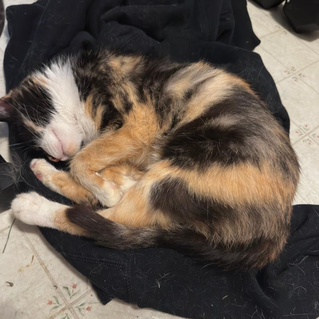 Daisy, adopted, Young Female Domestic Short Hair.