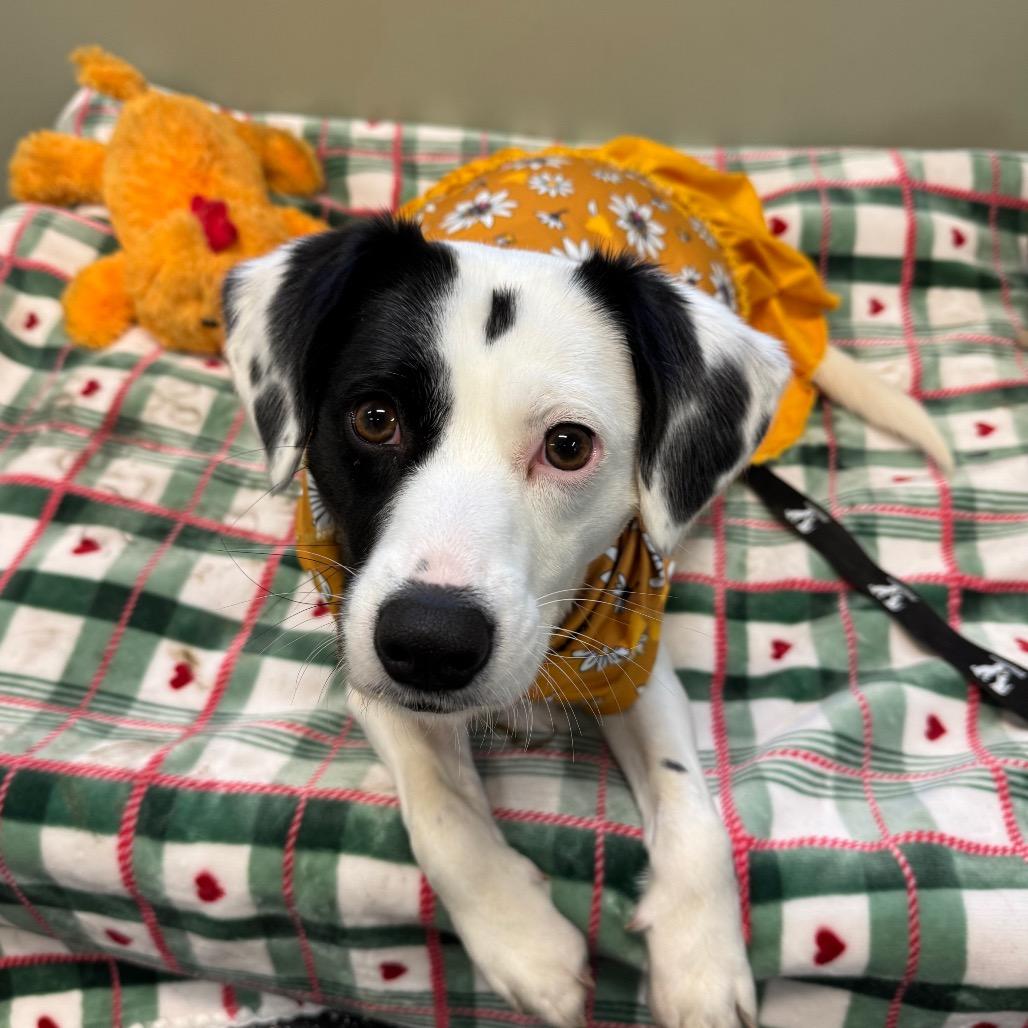 Virginia, Adoptable, Young Female Mixed Breed.