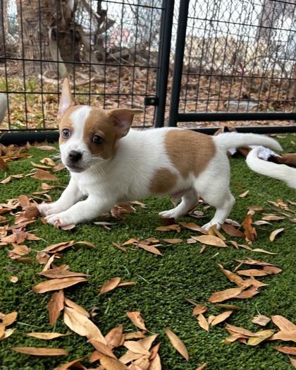 Nick Jonas, Adoptable, Puppy Male Mixed Breed & Mixed Breed.