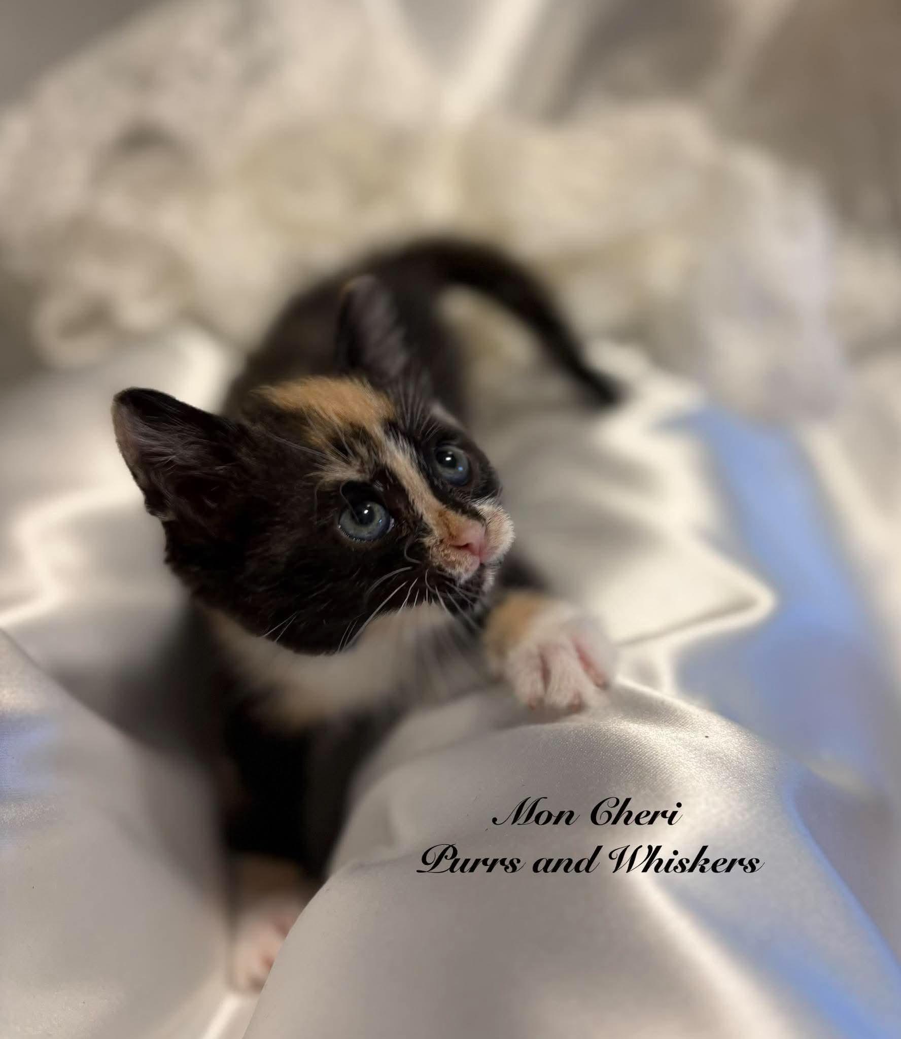 Enlarge Mon Cheri, a Adoptable Domestic Short Hair in New Hartford, NY image 2/2