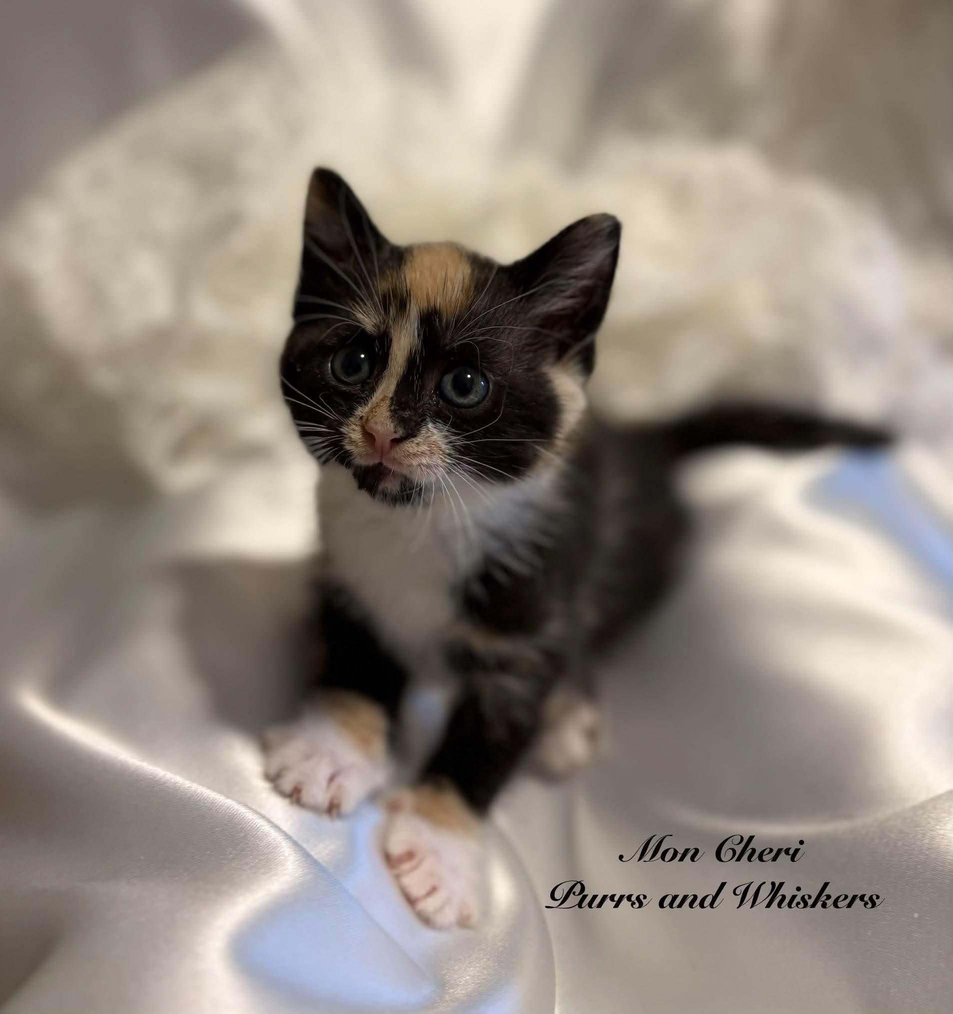 Enlarge Mon Cheri, a Adoptable Domestic Short Hair in New Hartford, NY image 1/2
