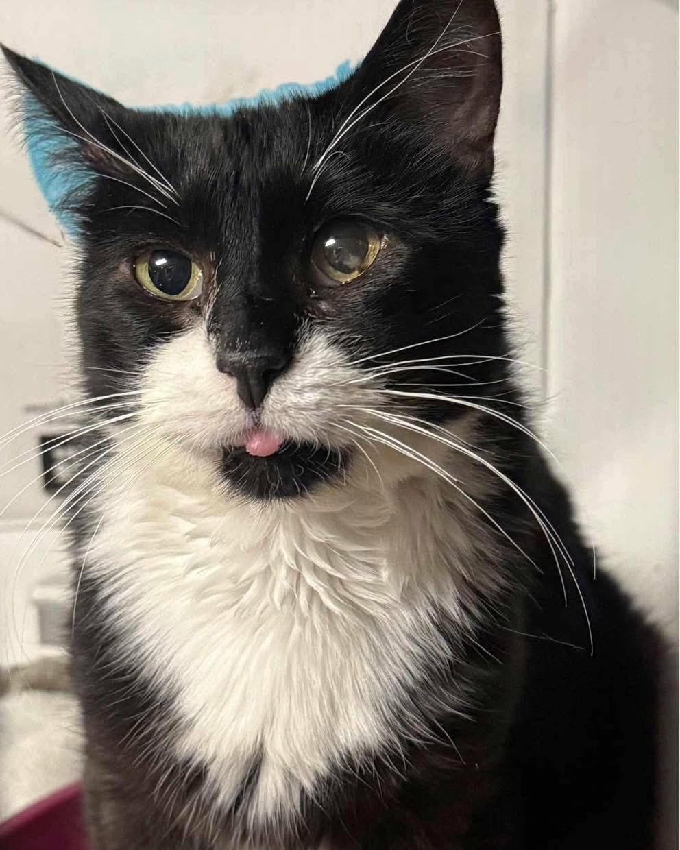 Gizzy, Adoptable, Adult Male Domestic Medium Hair.