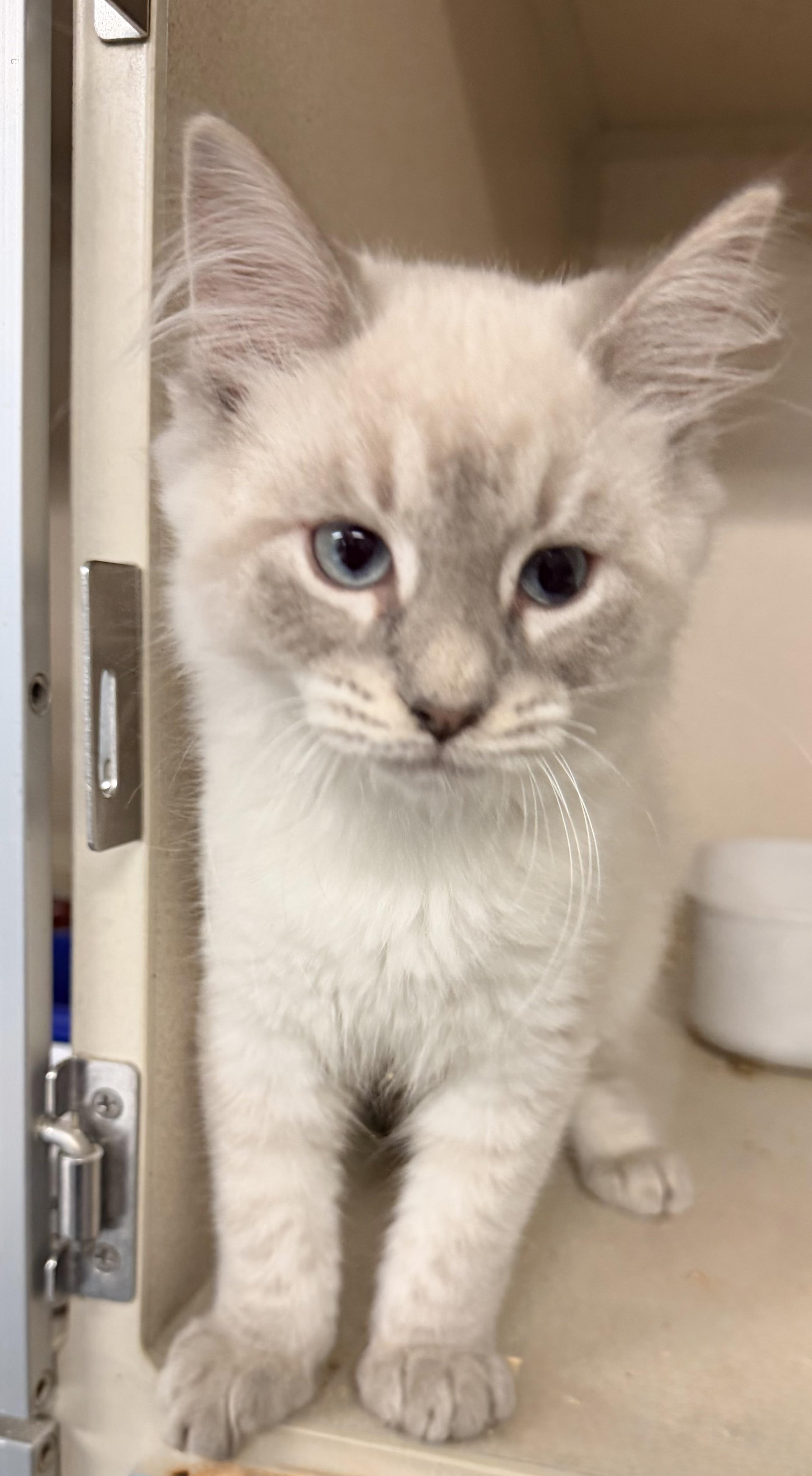 Enlarge Orbit, an adopted mixed breed in Pottsville, PA image 1/2
