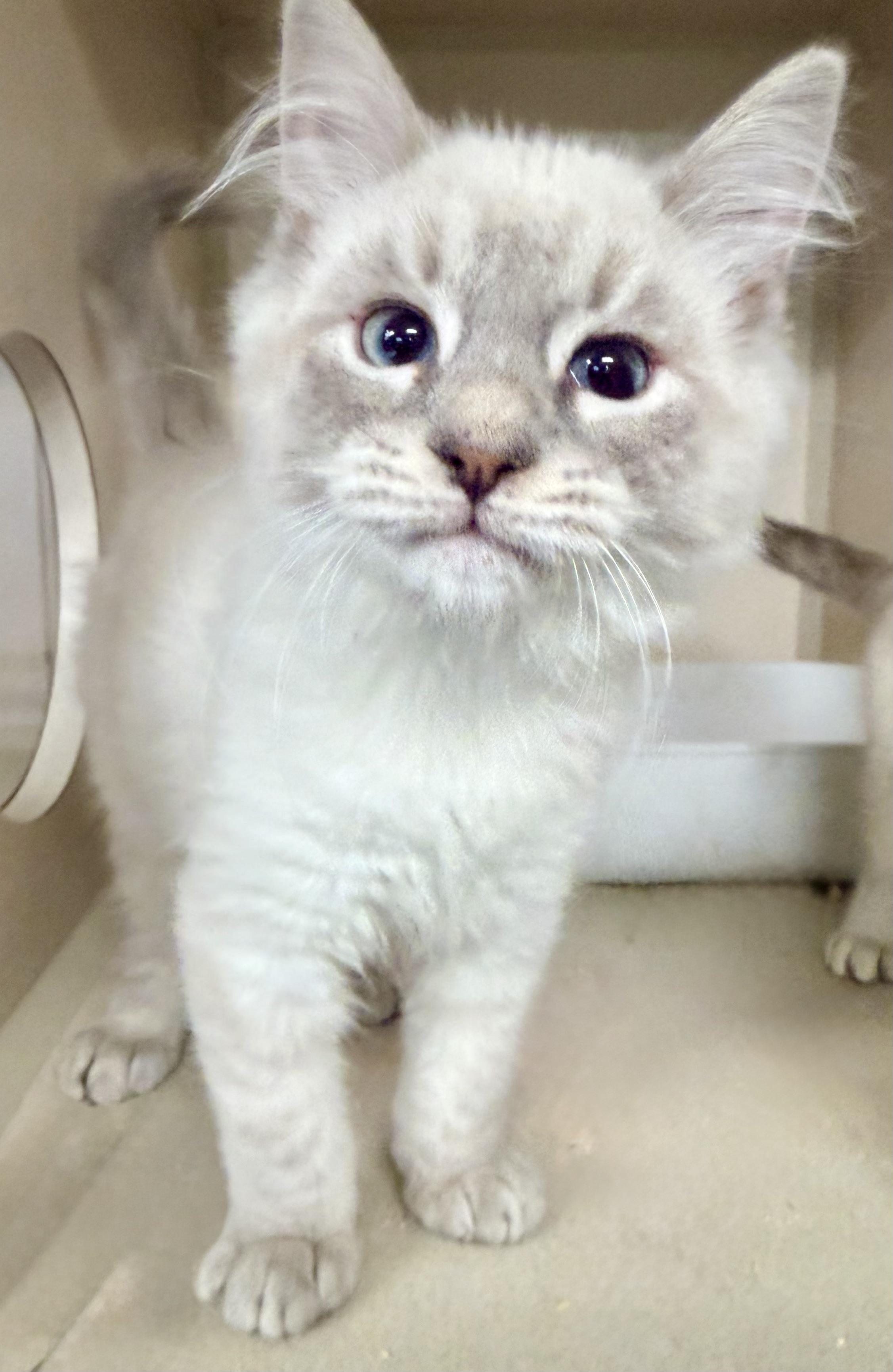 Enlarge Orbit, an adopted mixed breed in Pottsville, PA image 2/2