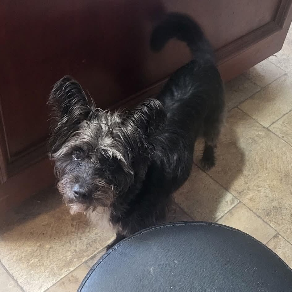 Poppi, ADOPTABLE, Senior Female Scottish Terrier.
