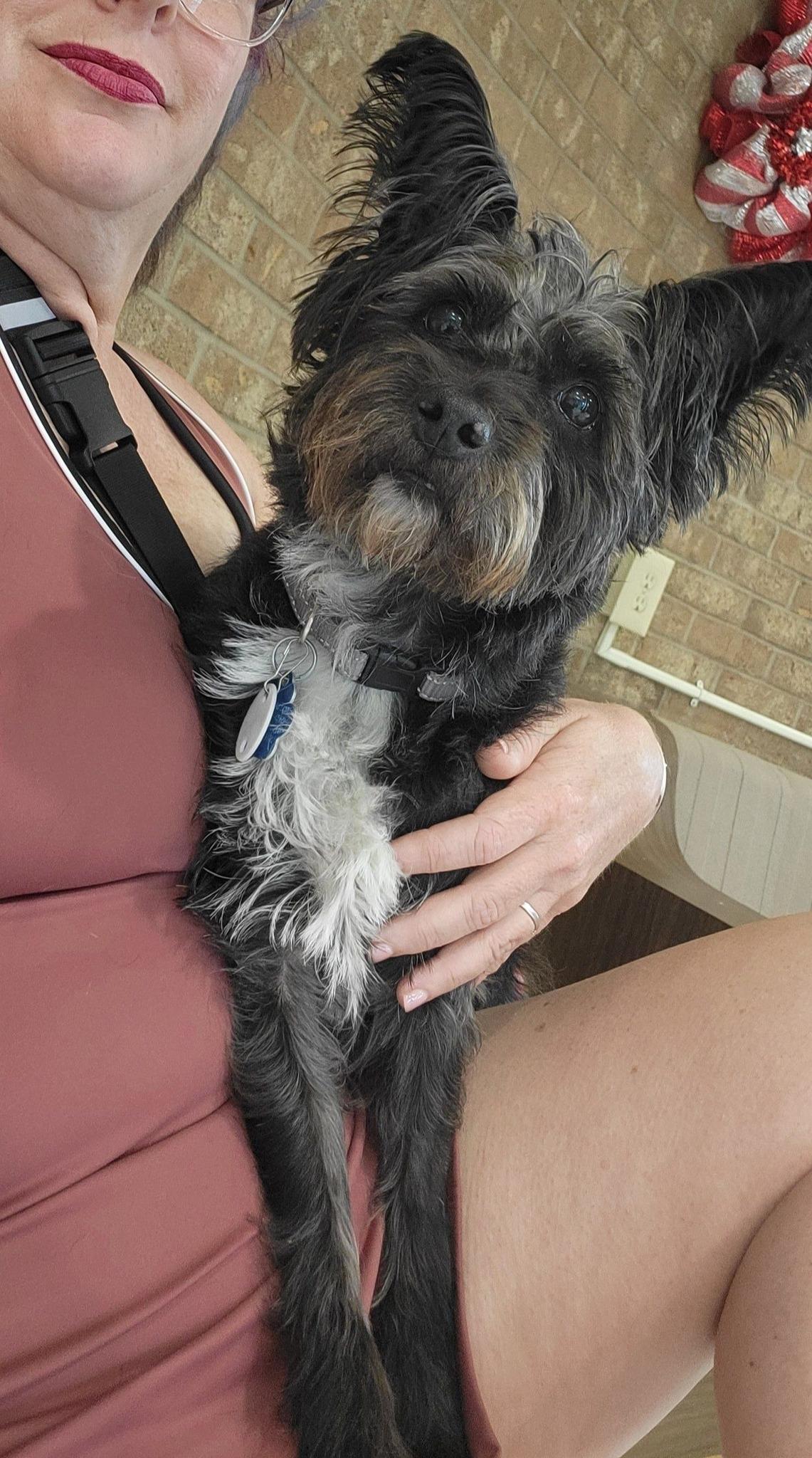 Poppi, a ADOPTABLE mixed breed in Oklahoma City, OK image 4/6