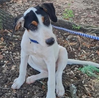 Enlarge Nala, a Adoptable mixed breed in Mckinney, TX image 3/6