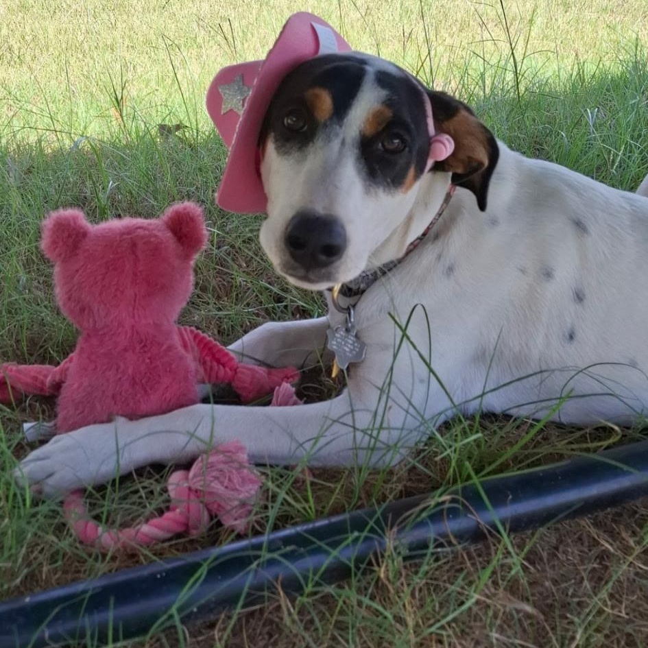 Enlarge Nala, a Adoptable mixed breed in Mckinney, TX image 4/6