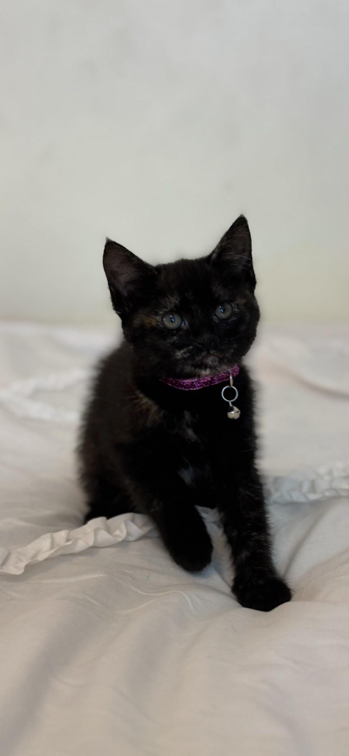 Nyx 2, Adoptable, Adult Female Domestic Short Hair.