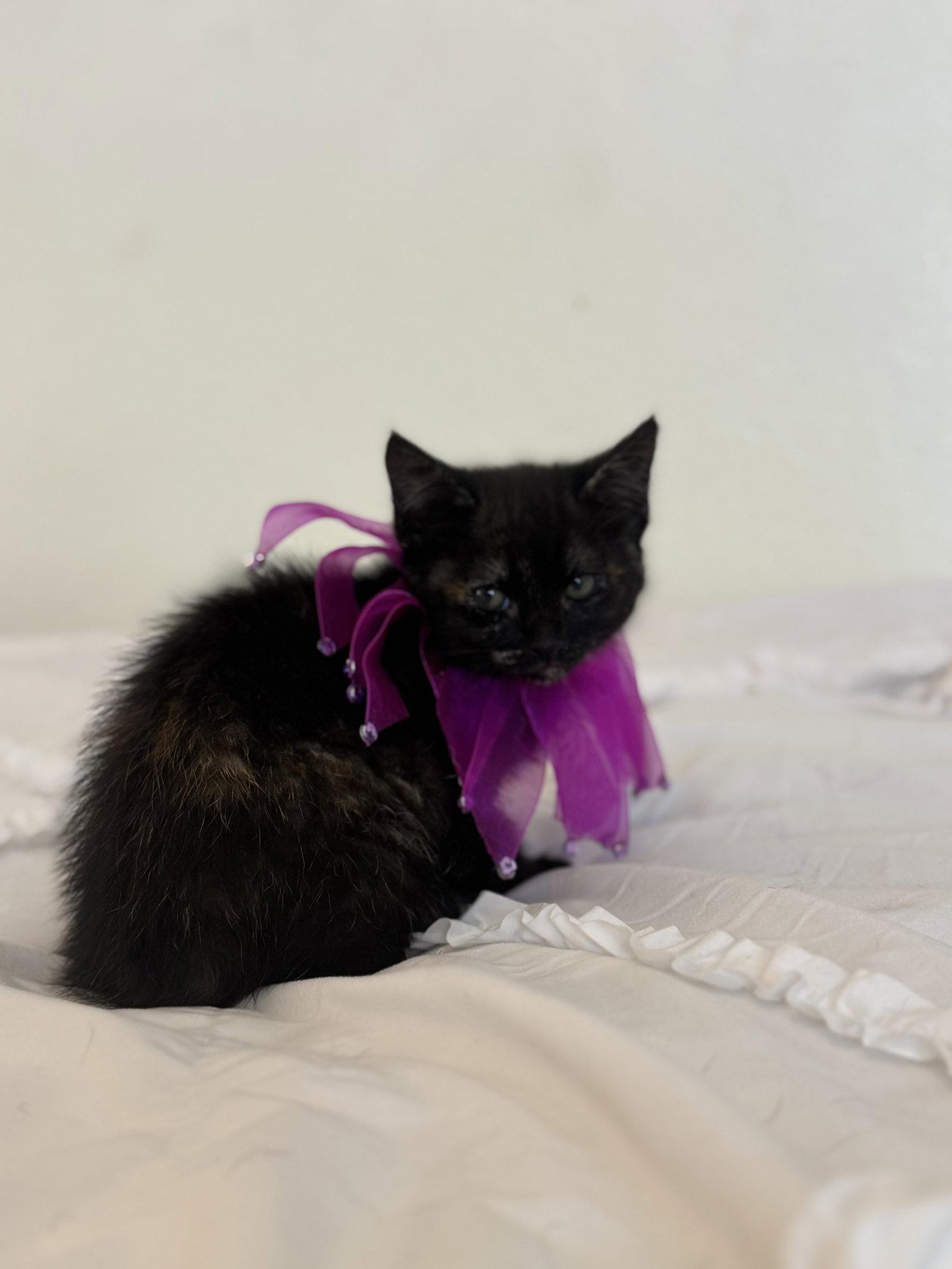 Enlarge Nyx 2, a Adoptable Domestic Short Hair in Riverside, CA image 2/3
