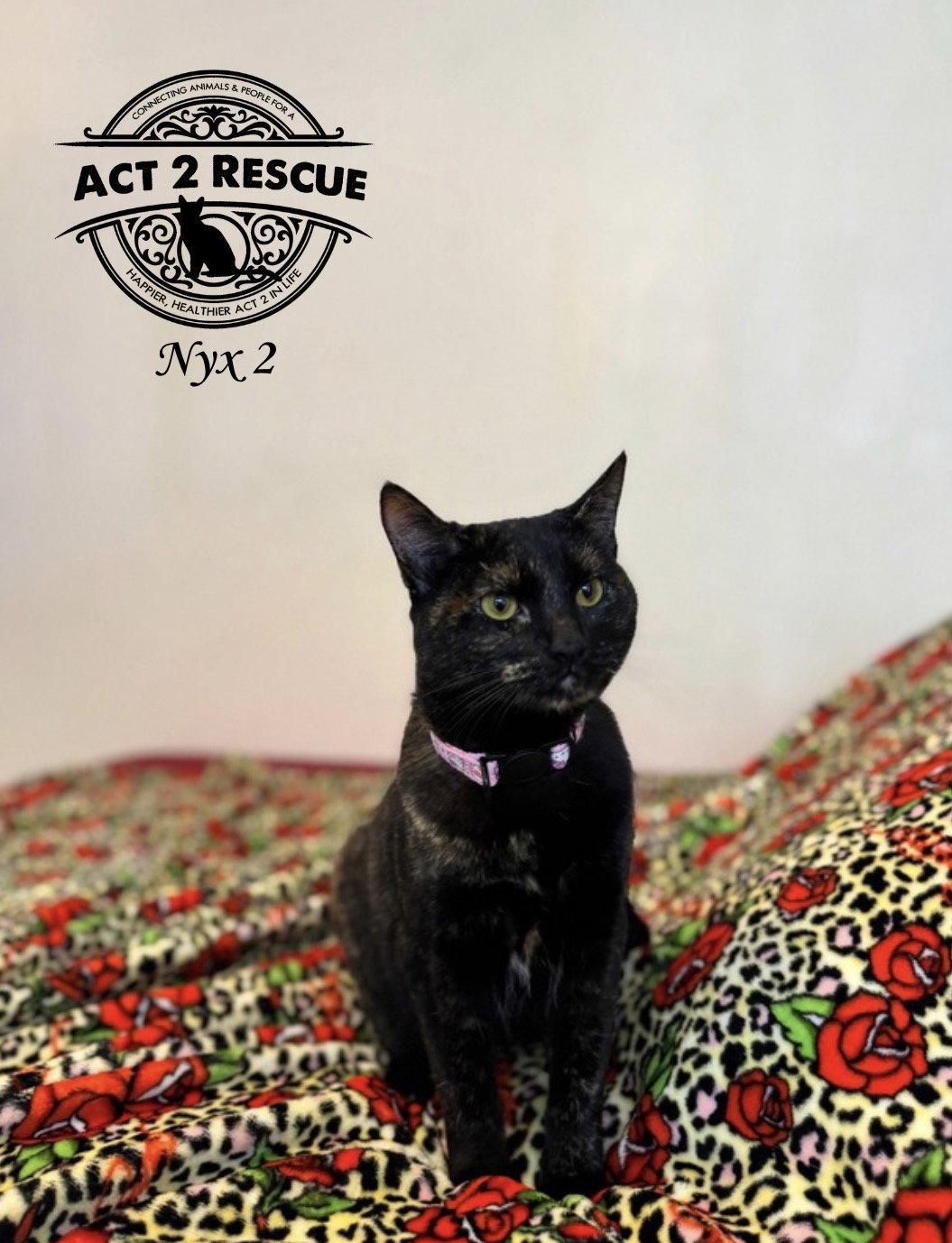 Enlarge Nyx 2, a Adoptable Domestic Short Hair in Riverside, CA image 3/3