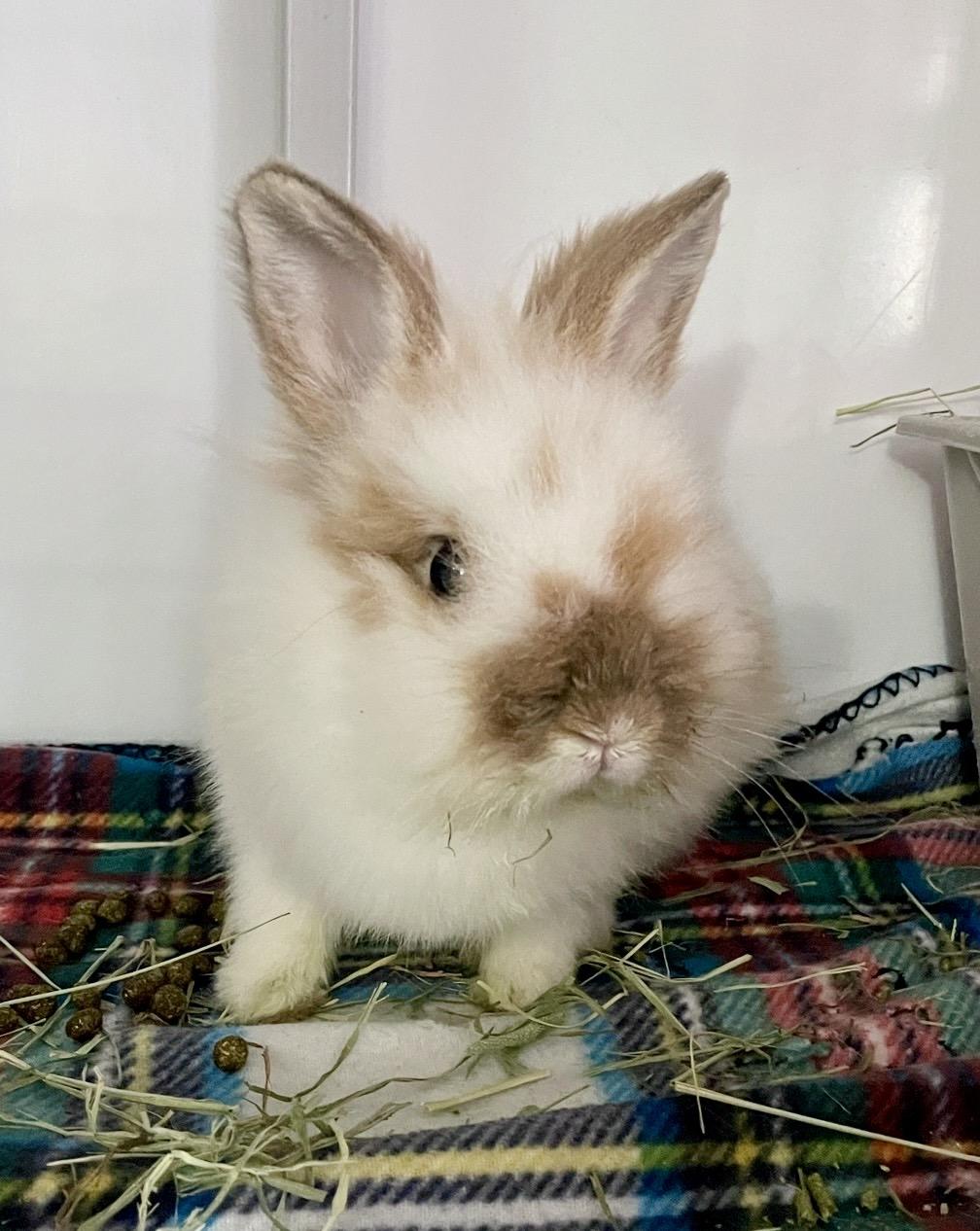 Enlarge Ditto, an adopted Lionhead in Chicago, IL image 1/1