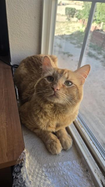 CHARLIE, Adoptable, Adult Male Domestic Long Hair.