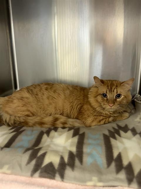 CHARLIE, Adoptable, Adult Male Domestic Long Hair.