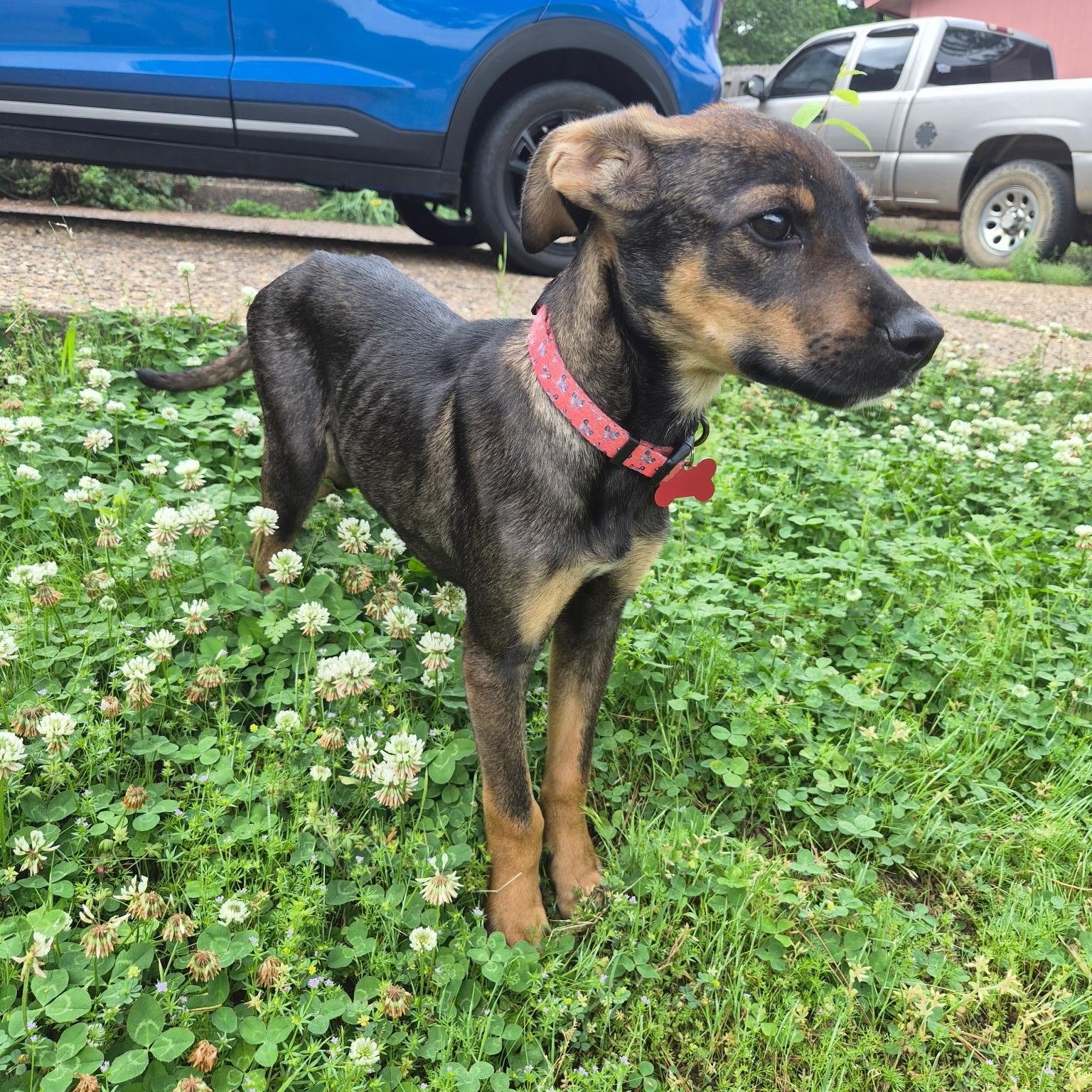 Enlarge Max, a ADOPTABLE mixed breed in Little Rock, AR image 3/3