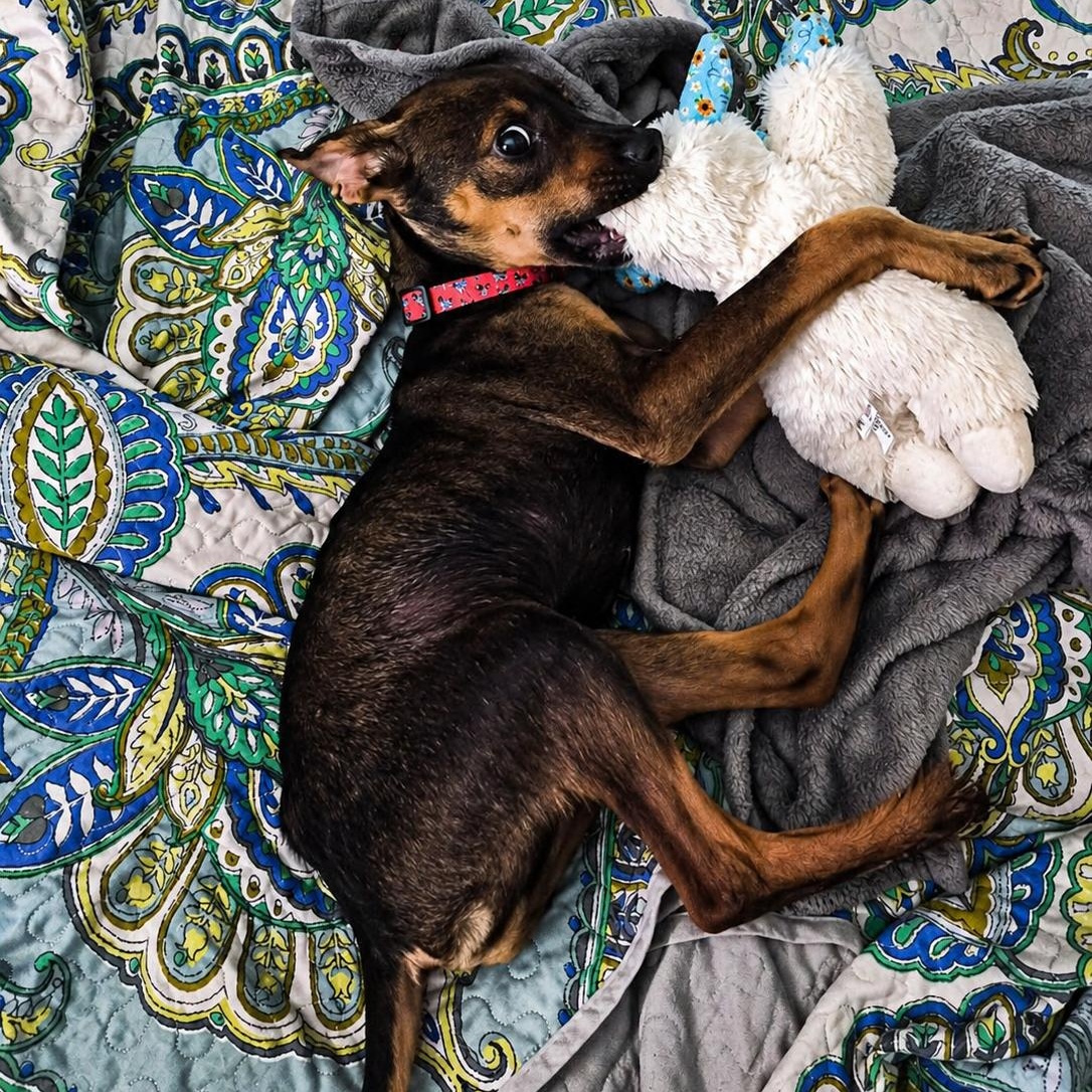 Enlarge Max, a ADOPTABLE mixed breed in Little Rock, AR image 2/3