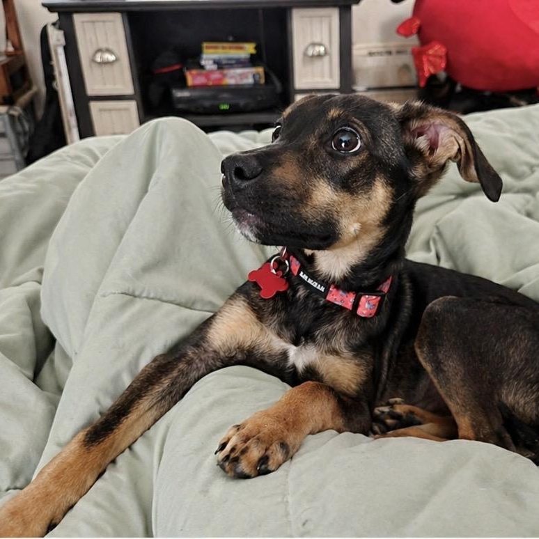 Enlarge Max, a ADOPTABLE mixed breed in Little Rock, AR image 1/3