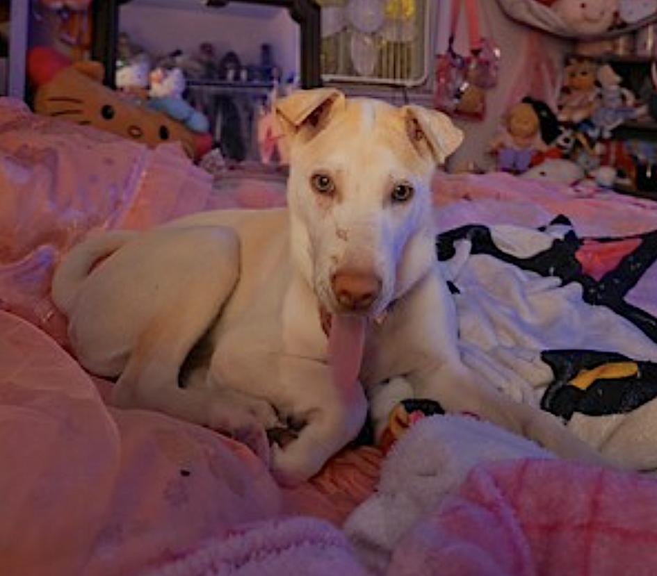 Pearl — thumbnail 3