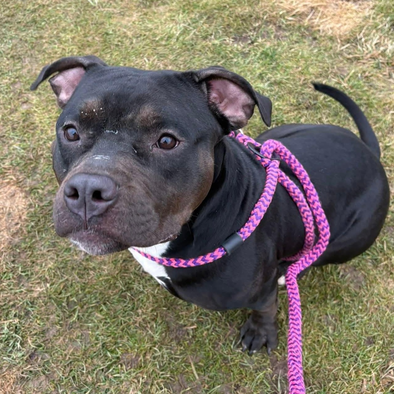 Enlarge Oak, a ADOPTABLE Terrier in North Syracuse, NY image 2/2