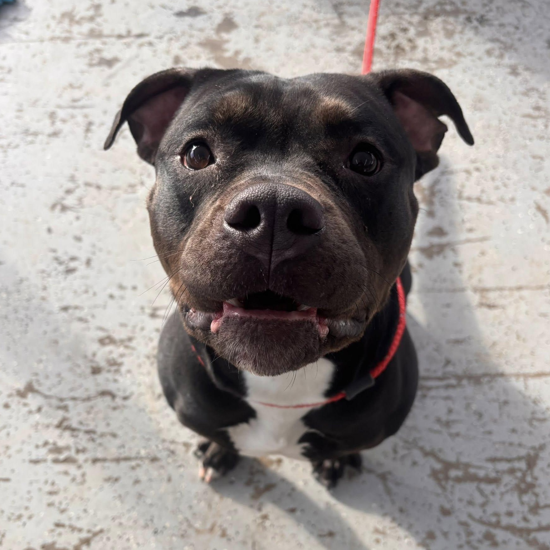 Oak, ADOPTABLE, Young Male Terrier.