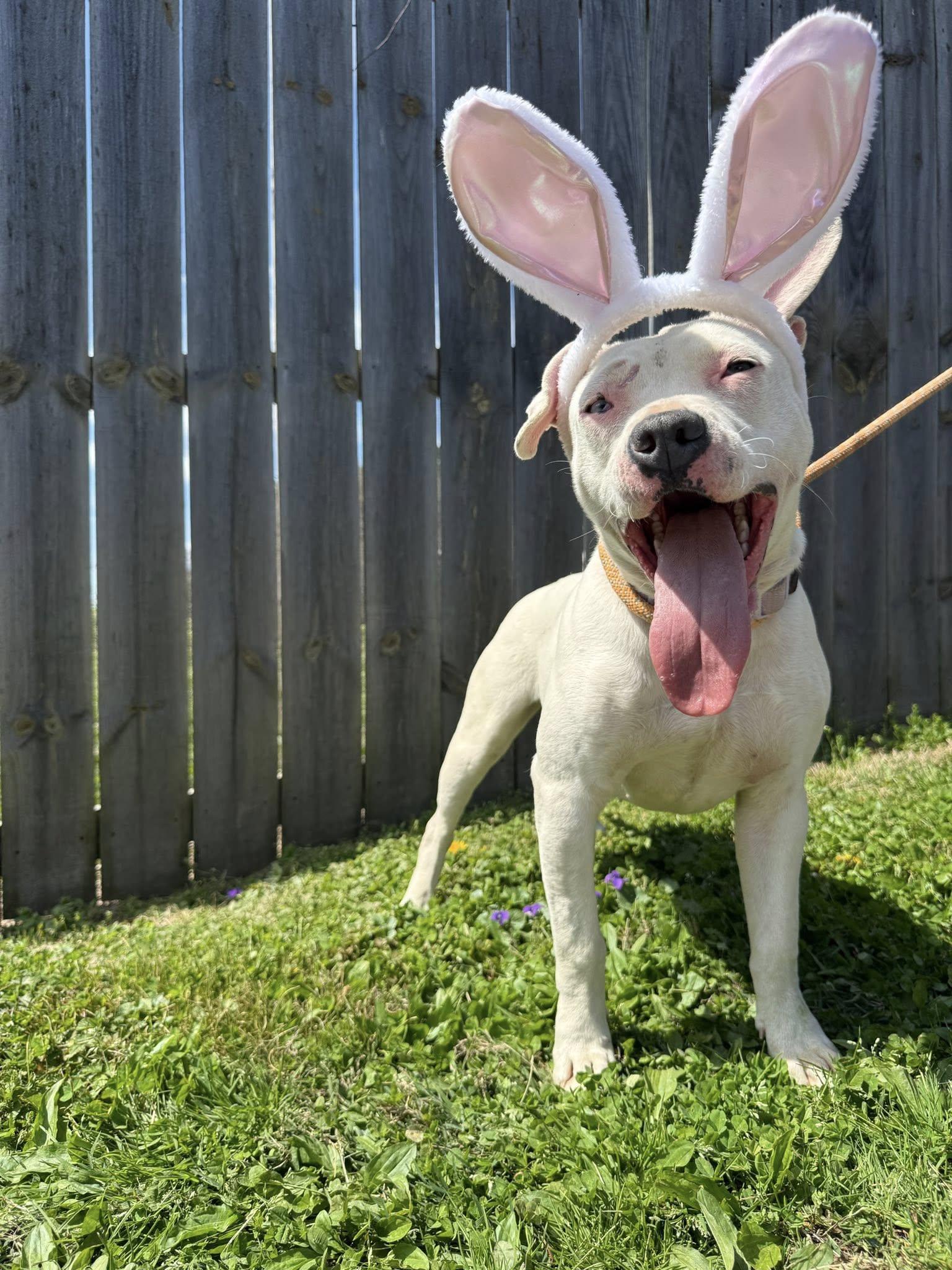 Marlee, ADOPTABLE, Young Female American Staffordshire Terrier.