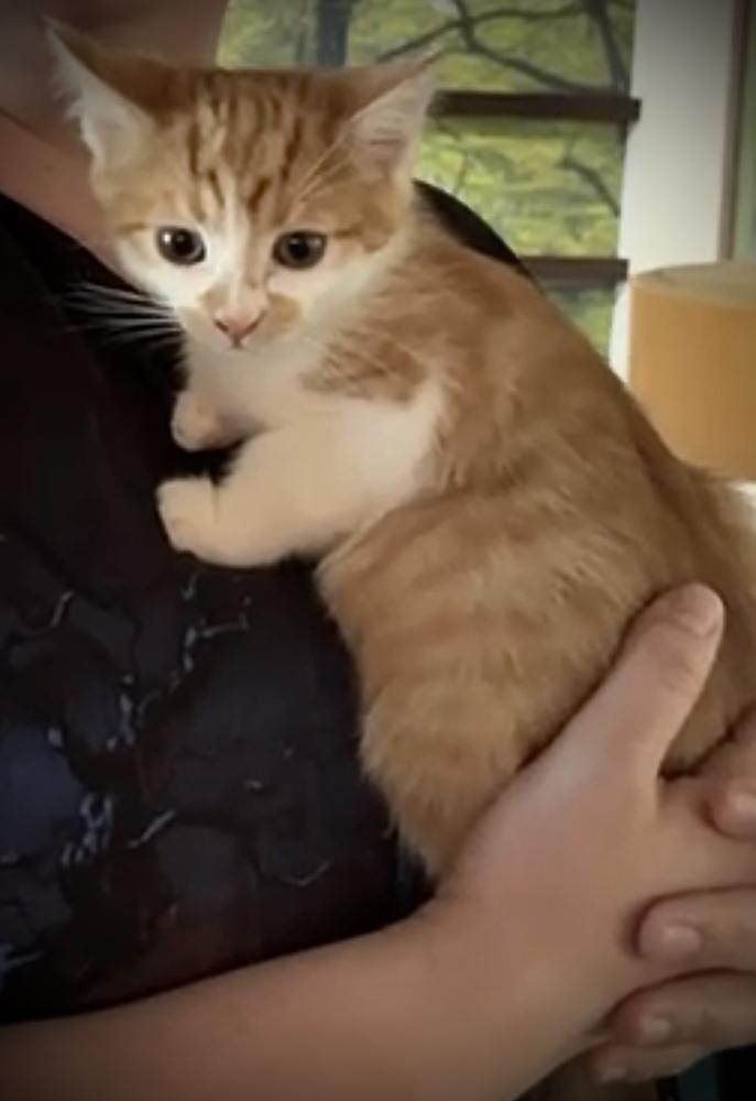 Friskens, Adoptable, Kitten Male Domestic Short Hair.