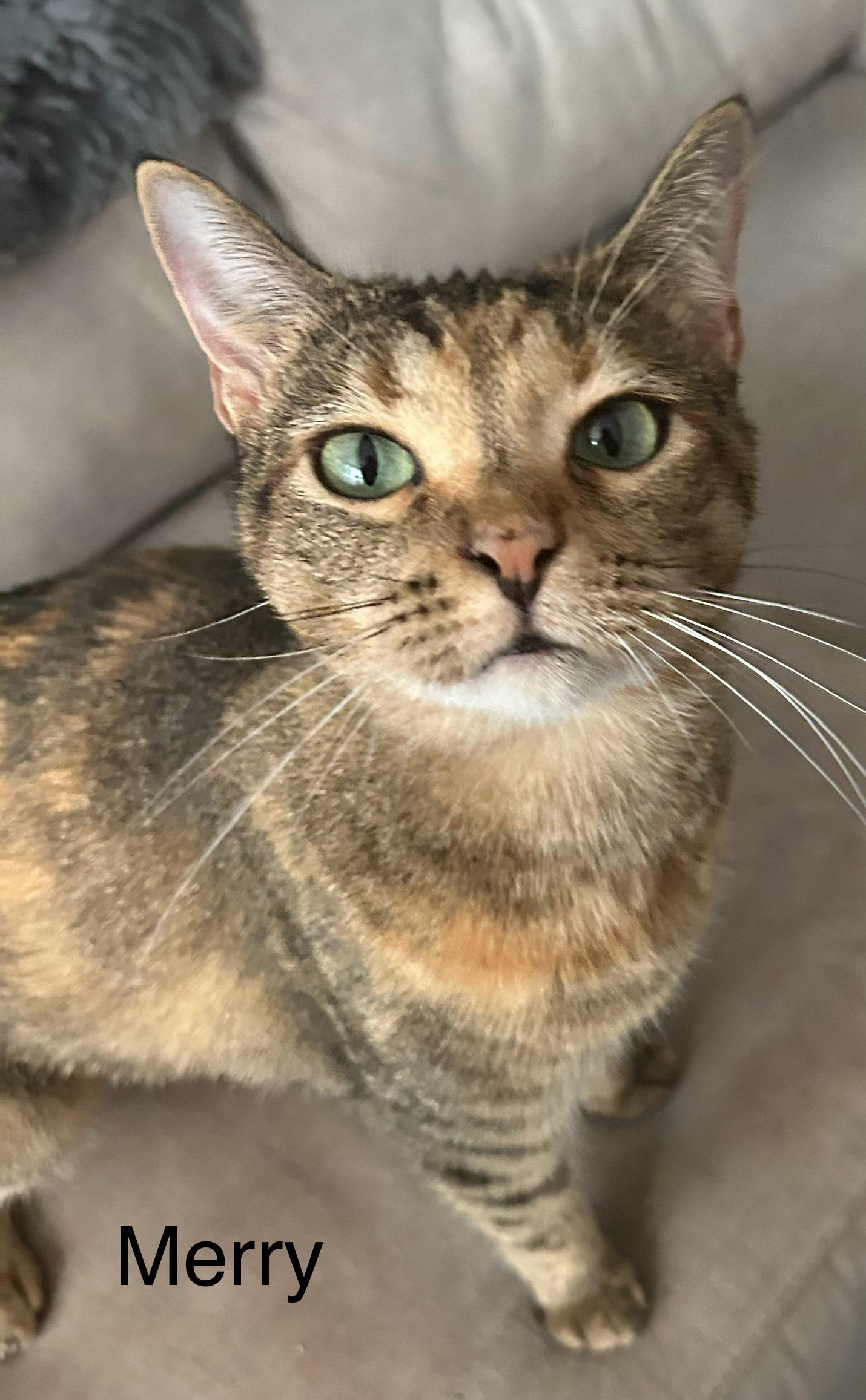 Merry, a Adopted Domestic Short Hair in Winter Garden, FL image 1/2