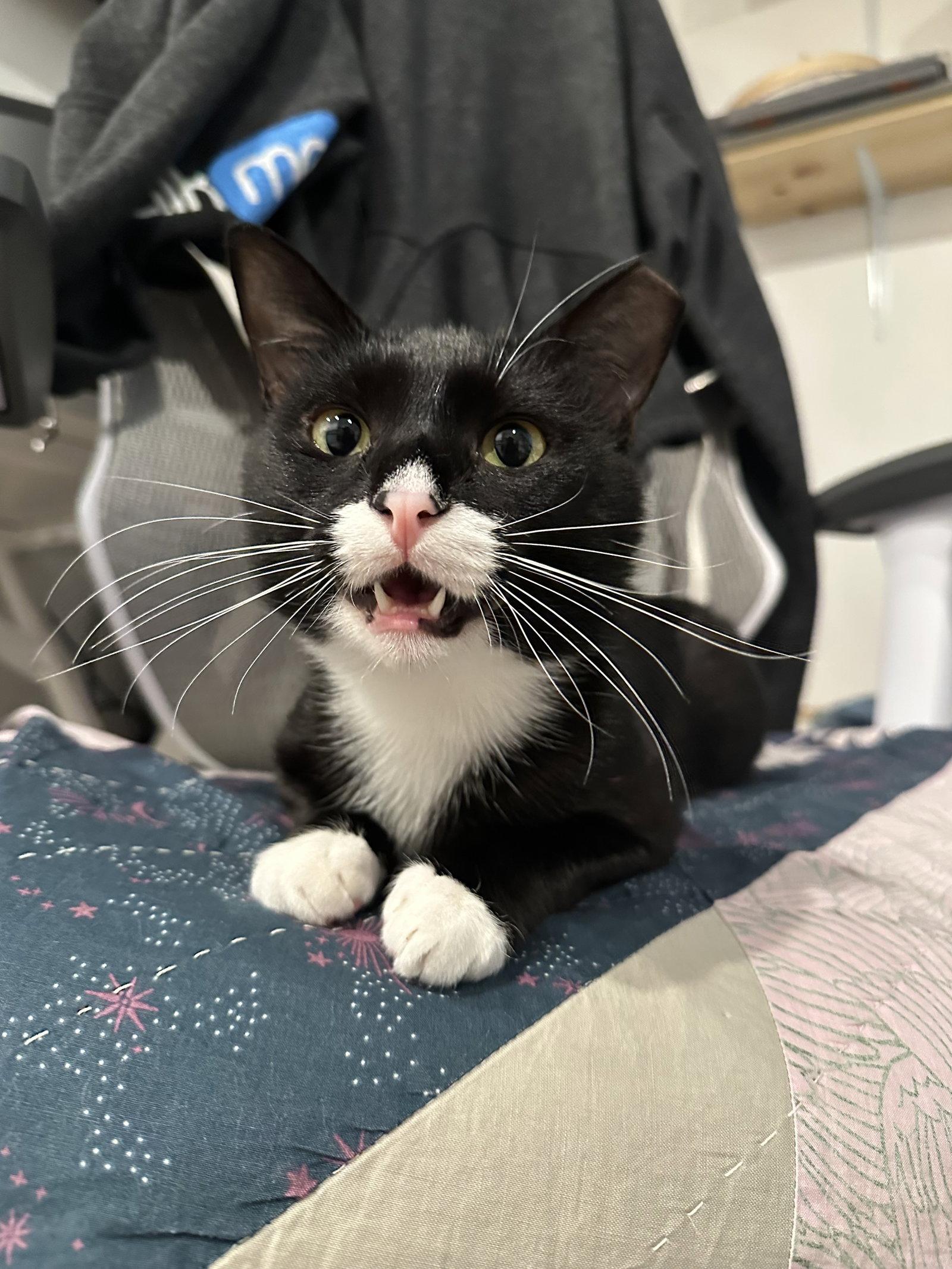 Jeeves, Adoptable, Young Male Domestic Short Hair.