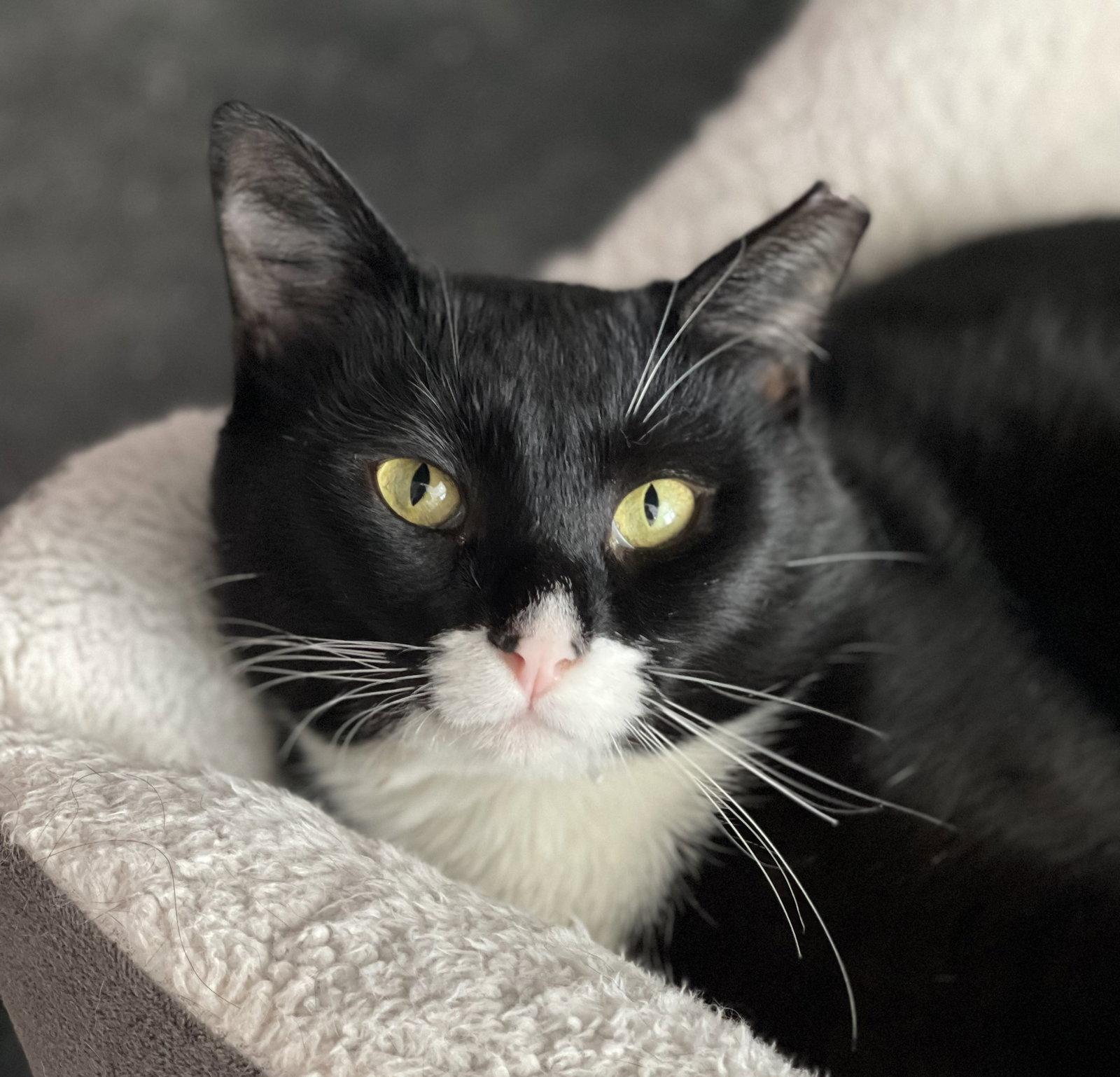 Jeeves, a Adoptable Domestic Short Hair in Oakland, CA image 2/3