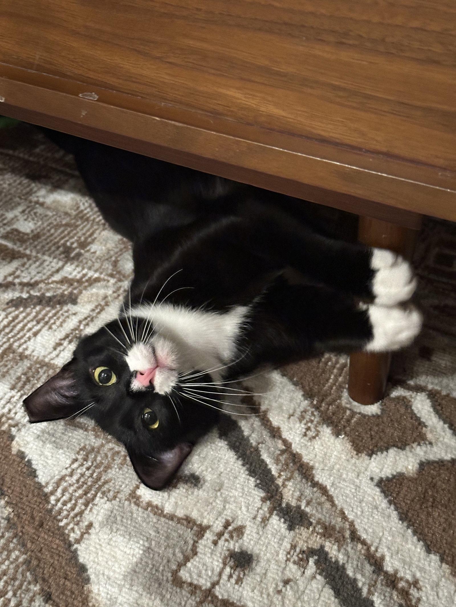 Jeeves, a Adoptable Domestic Short Hair in Oakland, CA image 3/3