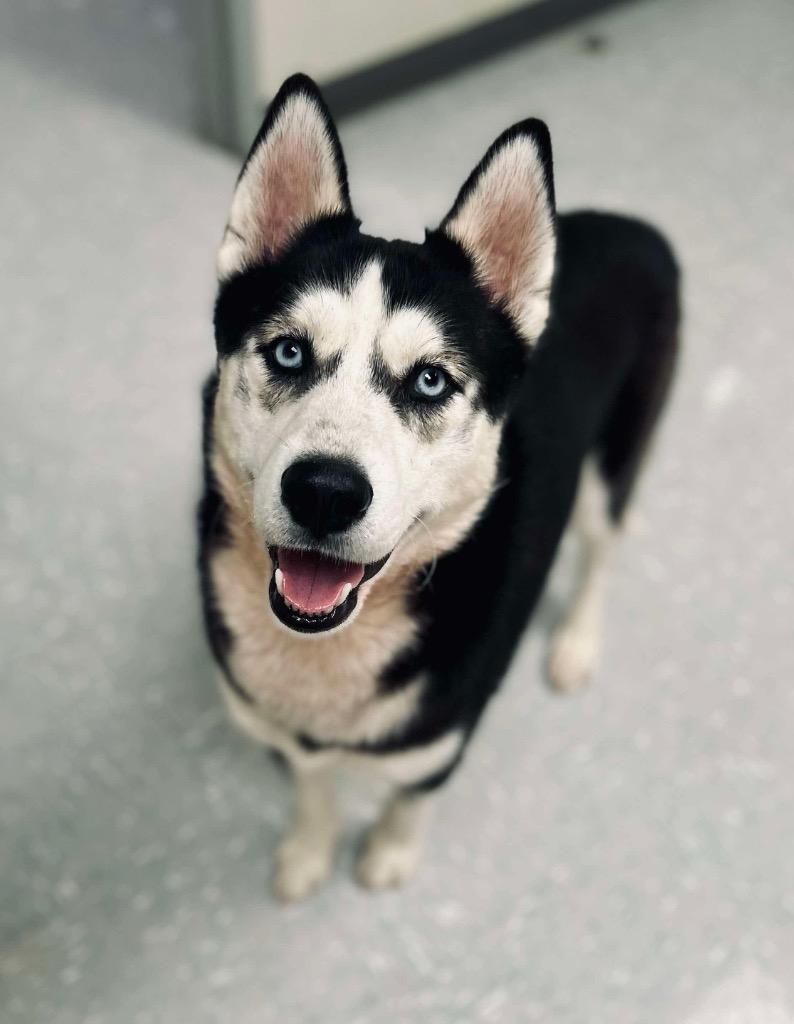 Vango, adoptable, Adult Male Husky.
