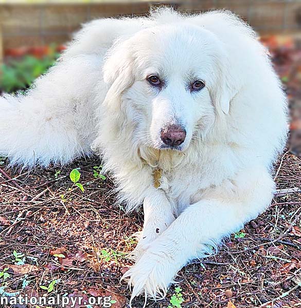 Puff in GA - Laid-back, Affectionate Sweetheart!