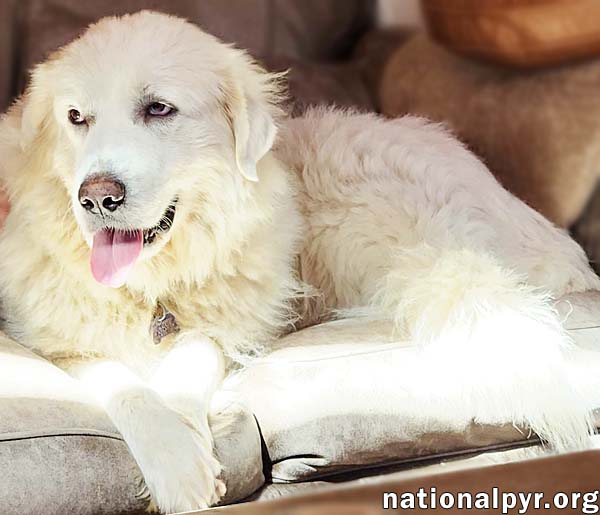 Puff in GA - Laid-back, Affectionate Sweetheart!