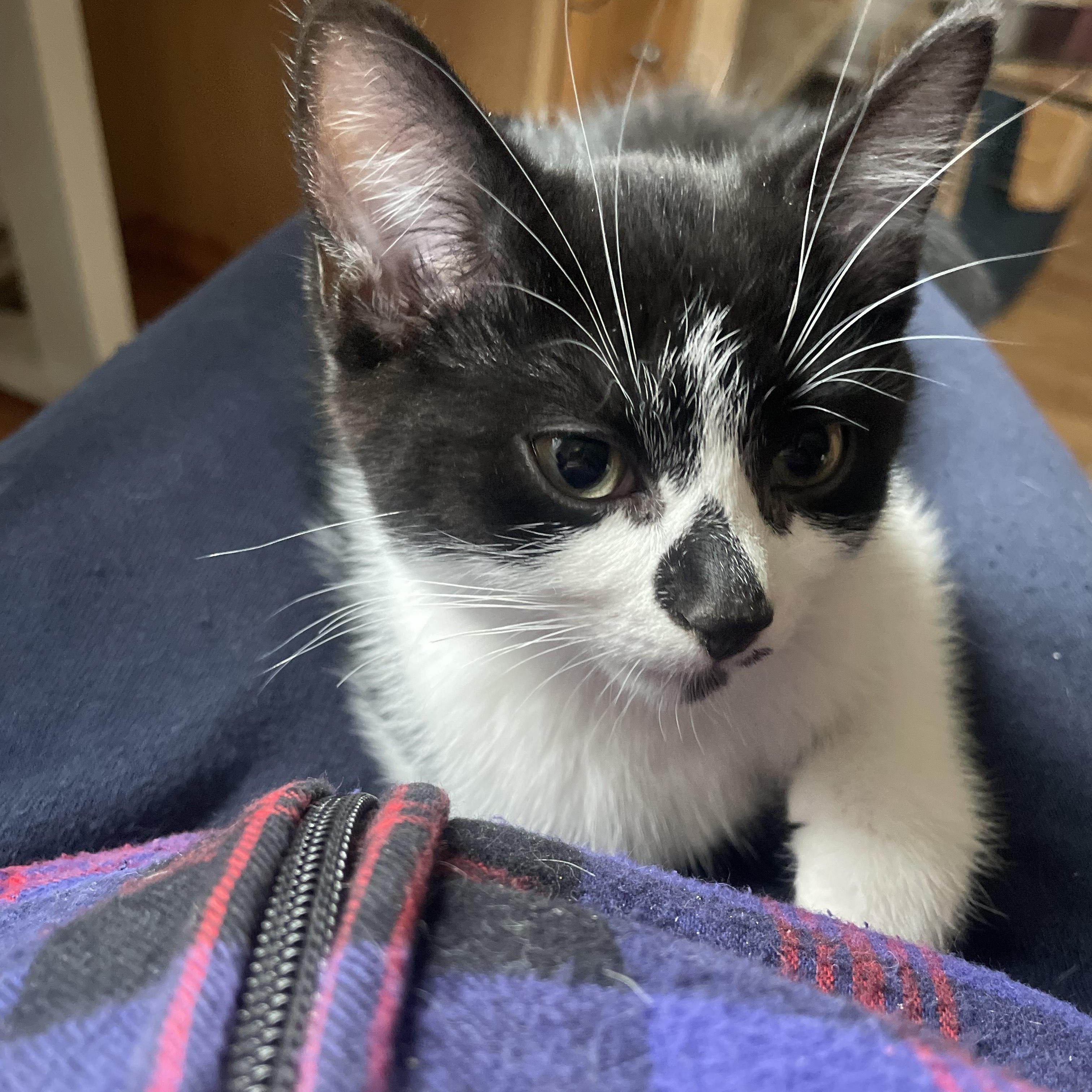 Alfie 4