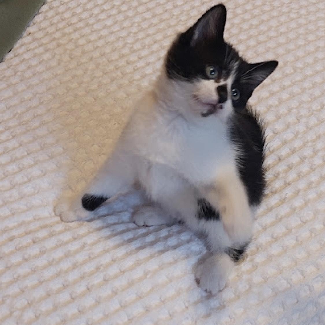 Alfie 3