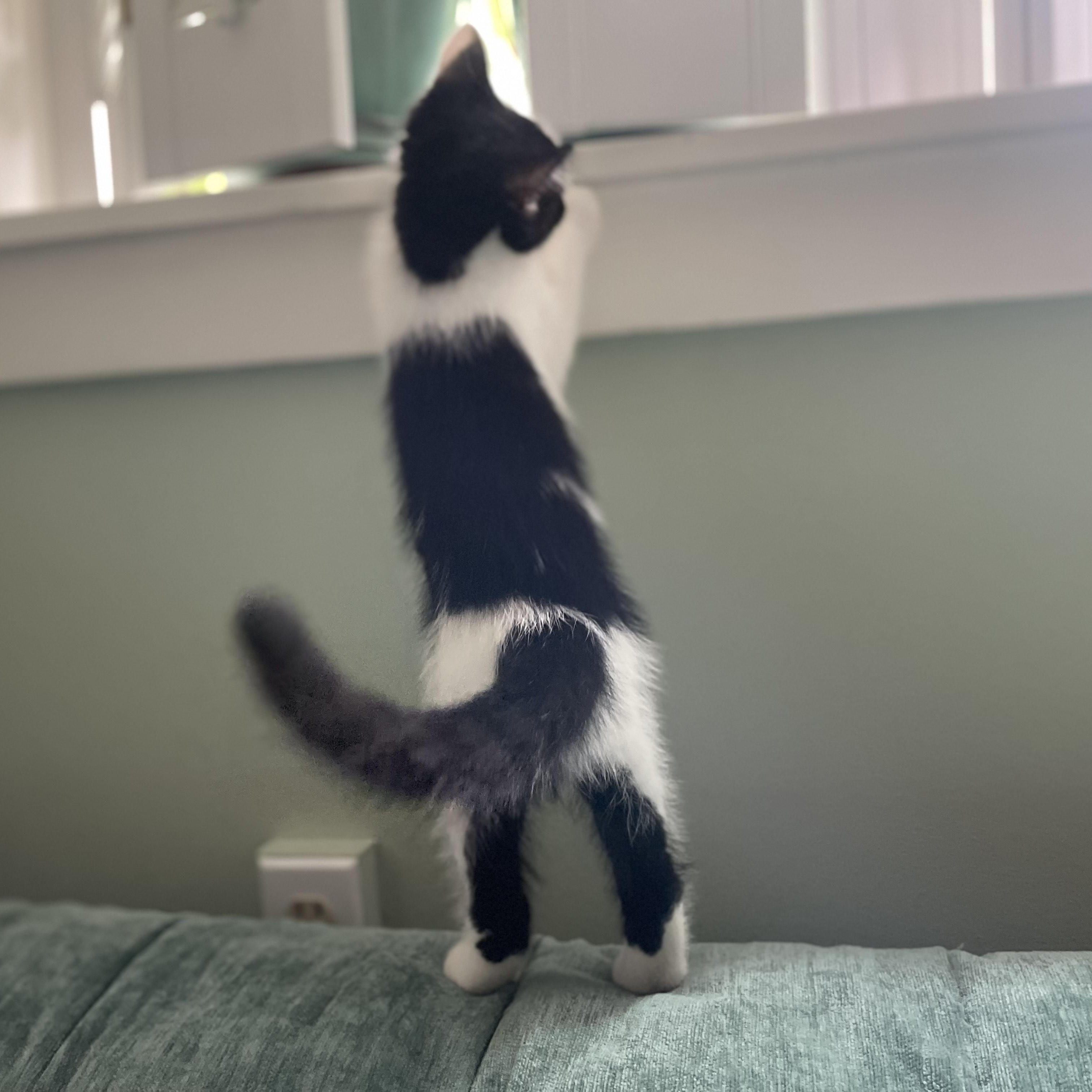 Alfie 5