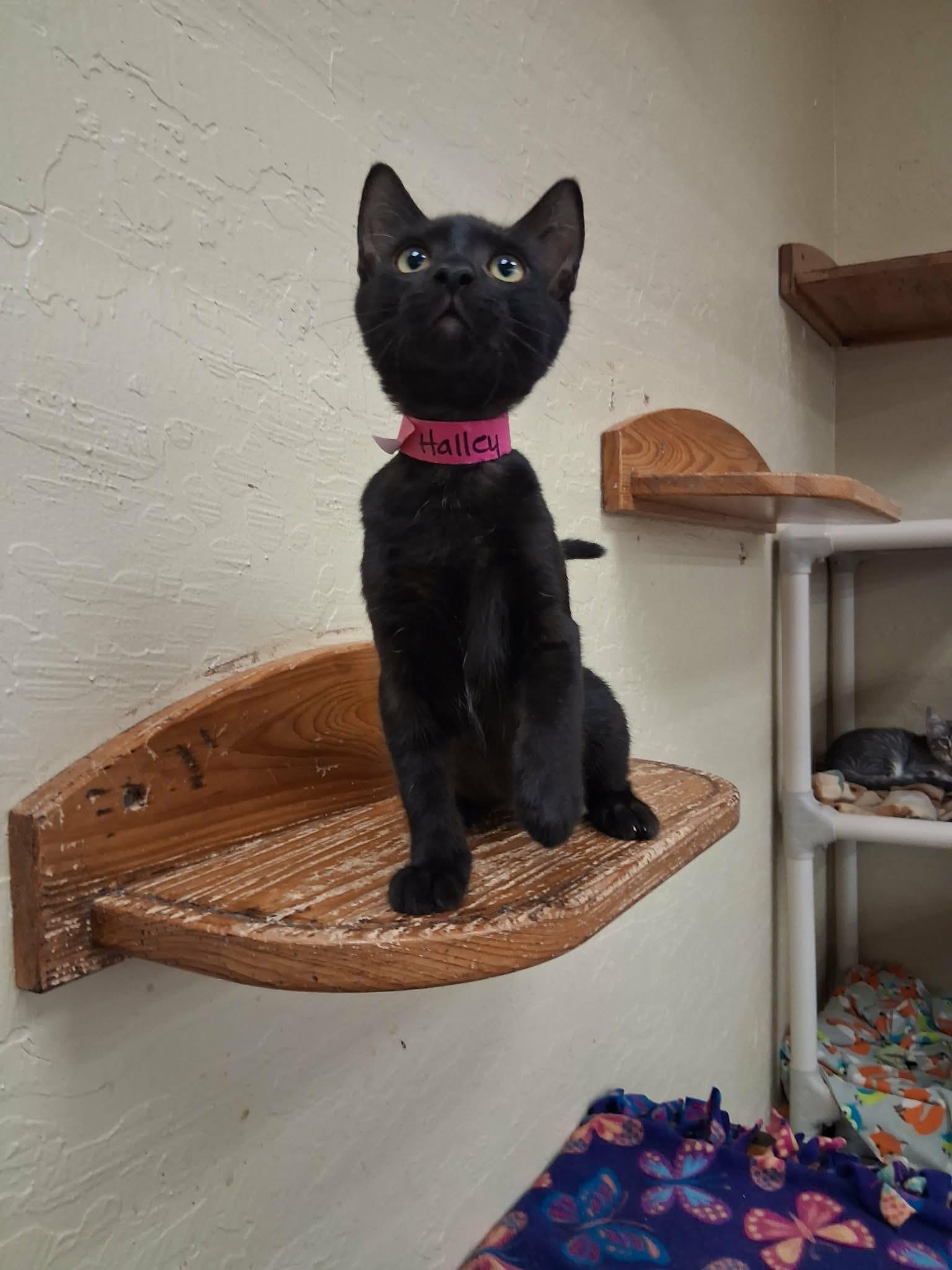 Halley, Adoptable, Kitten Female Domestic Short Hair.