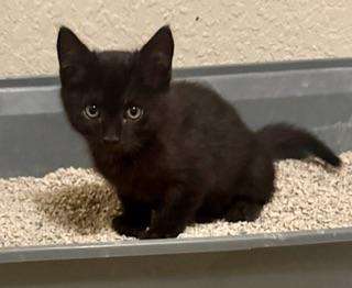 Halley, a Adoptable Domestic Short Hair in Parlier, CA image 2/4
