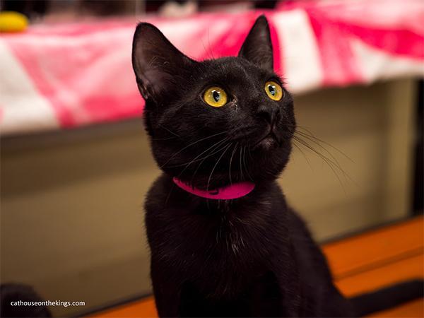 Halley, a Adoptable Domestic Short Hair in Parlier, CA image 3/4