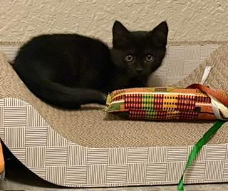 Halley, a Adoptable Domestic Short Hair in Parlier, CA image 4/4
