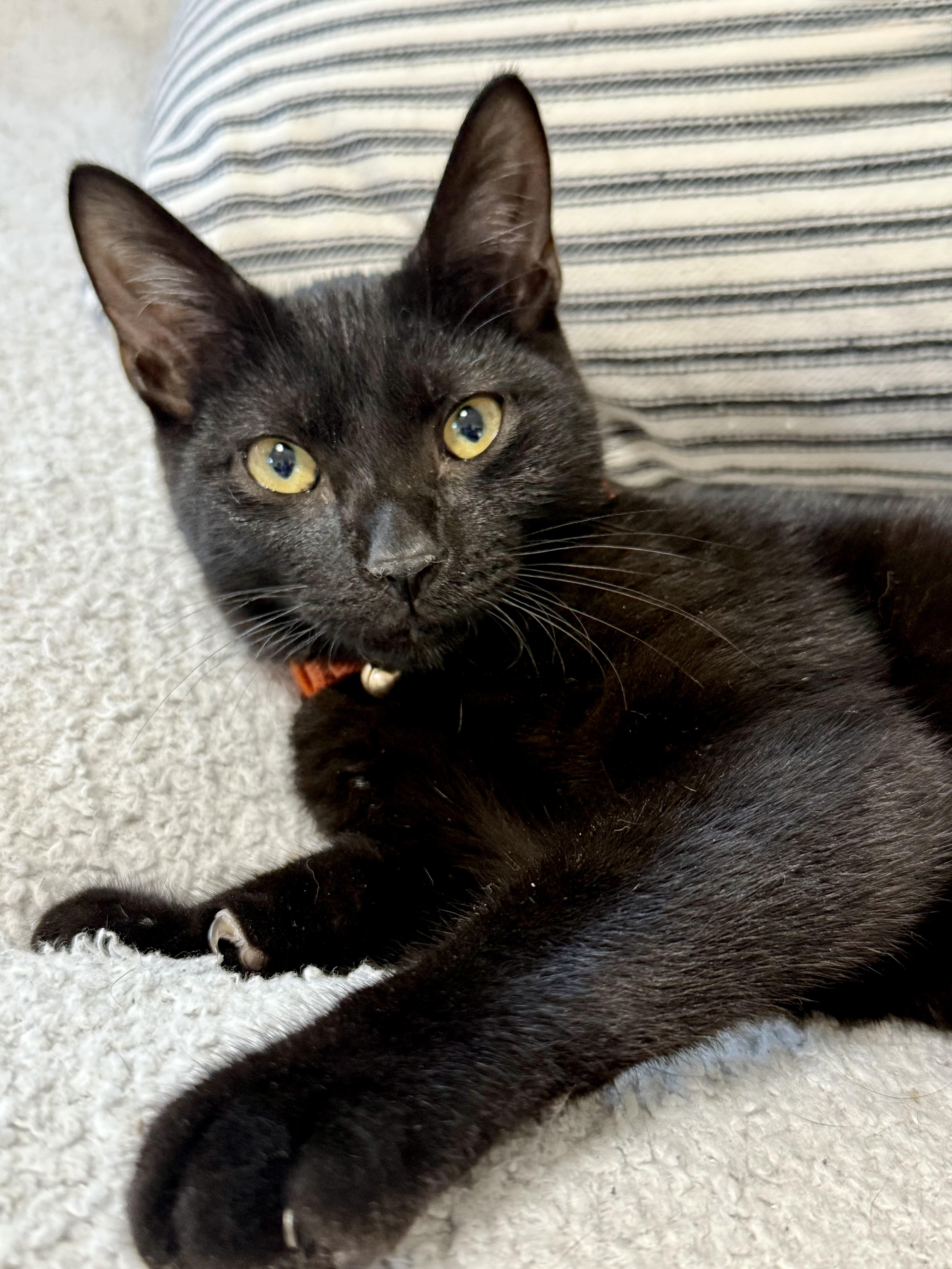 Nelson, Adoptable, Young Male Domestic Short Hair.