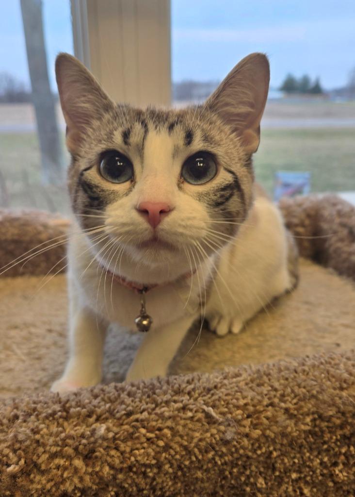 Enlarge Winter, a Adopted mixed breed in Sidney, OH image 1/1