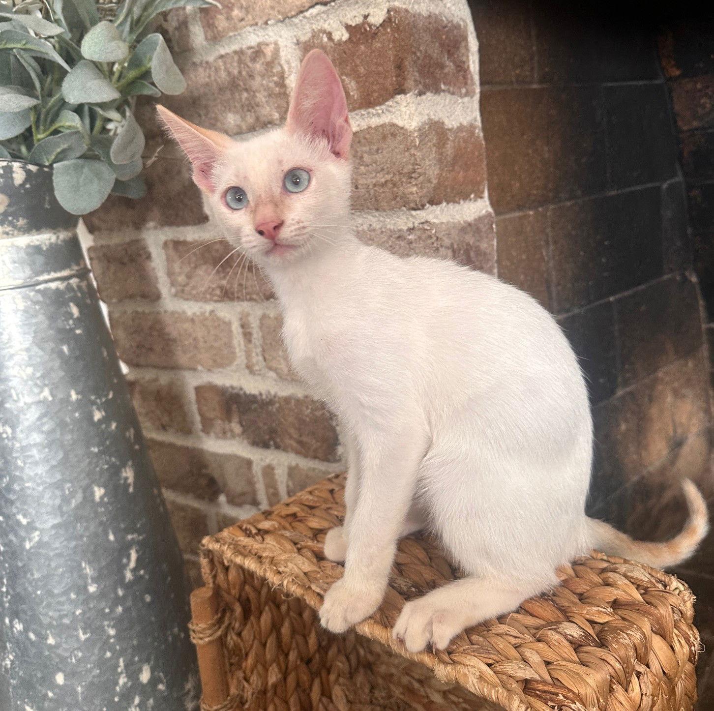 Dr. Seuss: Groopert, Adoptable, Kitten Male Siamese & Domestic Short Hair.